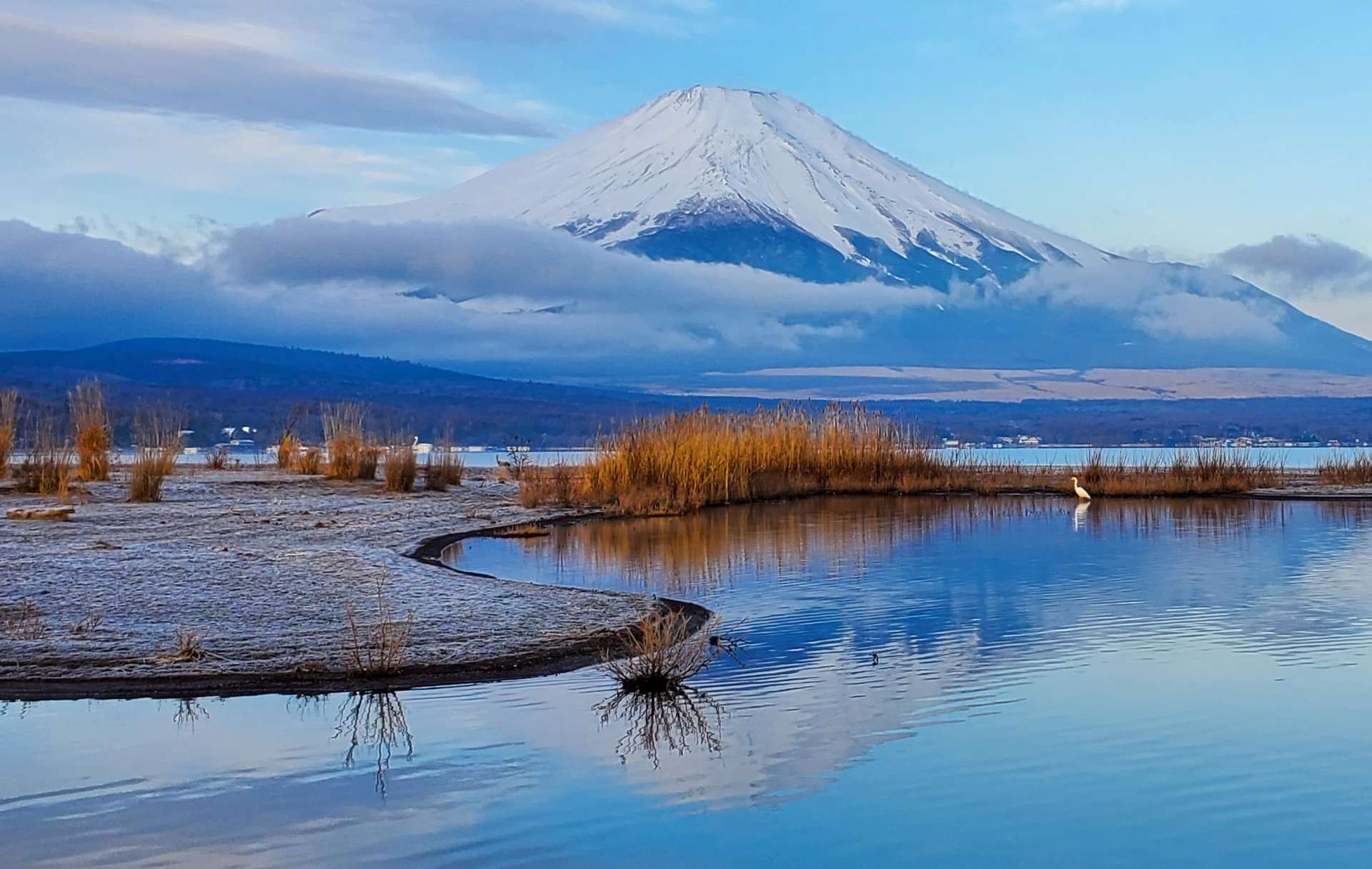 富士山と鷺